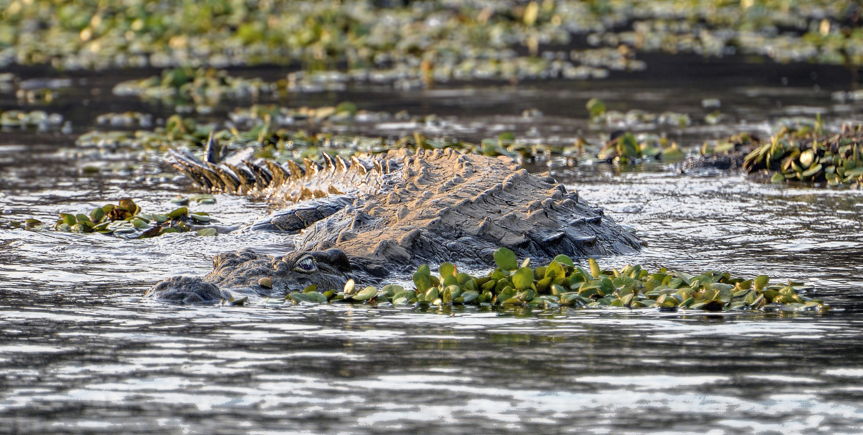 Zambezi River Crocodile Shutterbug   Zambezi Crocodile 